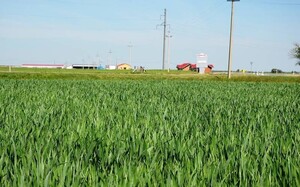 «Мираторг» совместно с ФАНО запускает в Смоленской области проект по замещению импорта семян