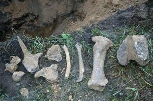 В поселке Черемушки найдены останки мамонта