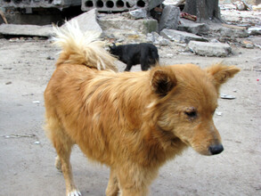 Саяногорские полицейские спасли бродячую собаку
