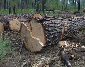 В Саяногорске возбуждено уголовное дело в отношении «черного» лесоруба