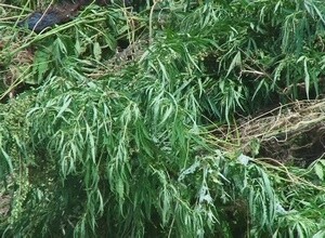 В Саяногорске уничтожено более двух тонн дикорастущей конопли
