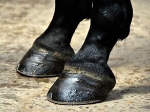 В Хакасии неадекватная лошадь спровоцировала ДТП