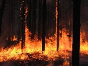 В Хакасии горит пять гектаров леса