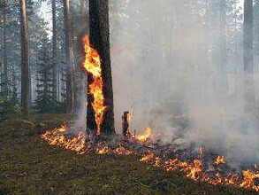 Саяногорский лес тушили всю ночь