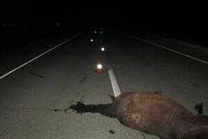 В Хакасии вновь произошло ДТП с лошадью – пассажир в тяжелом состоянии