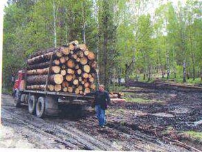 Ситуация с вырубками леса на Бабике дошла до депутатского корпуса Хакасии