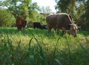 В Департамент соцзащиты Саяногорска пришло стадо коров