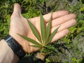В Очурах изъяли более двух с половиной килограммов марихуаны