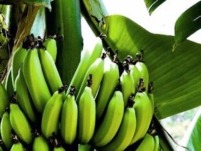 Таштыпский район принялся за выращивание бананов
