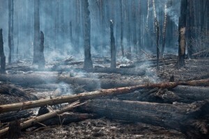 В Саяно-Шушенском заповеднике лесной пожар охватил более 1,2 тысяч гектаров