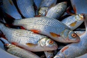 В Хакасии арестовали груз со свежевыловленной рыбой