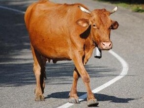 На трассе Хакасии автомобиль врезался в корову