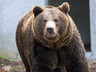 На Камчатке застрелили медведя-людоеда