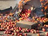 В Хакасии уничтожили партию польских яблок