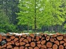 В Калужской области деревня останется без газа, но с дровами на 20 лет