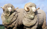 Животноводы Хакасии участвуют в Сибирско-Дальневосточной выставке племенных овец и коз