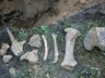 В поселке Черемушки найдены останки мамонта