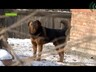 Бродячие собаки будут в 5 раз дороже обходиться бюджету Саяногорска