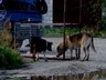 Съемочной группе «Первого городского» Саяногорска угрожали убийством за отлов бездомных собак