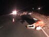 В Хакасии одна корова на дороге устроила массовое ДТП