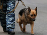 Собака привела полицейских к месту, где «засветились» преступники