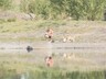 Саяногорские эпидемиологи запрещают купаться в реке Уй