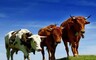 В Хакасии произошел бой быков. Погибли 11 животных