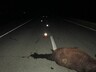 В Хакасии вновь произошло ДТП с лошадью – пассажир в тяжелом состоянии
