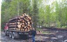 Ситуация с вырубками леса на Бабике дошла до депутатского корпуса Хакасии