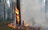 В Хакасии лес вспыхнул из-за замыкания на ЛЭП