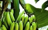 Таштыпский район принялся за выращивание бананов