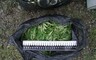 В Хакасии трое любителей марихуаны пойдут под суд за сбор "урожая"