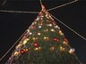 В Абакане с 10 декабря елки начнут продавать, в Саяногорске – заготавливать