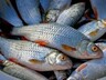 В Хакасии арестовали груз со свежевыловленной рыбой