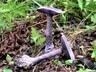 В Саяно-Шушенском заповеднике нашли фиолетовый гриб