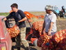 Погорельцы Хакасии начали получать гуманитарный урожай