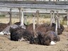 В Хакасии появились страусы. Скоро появится и мясо