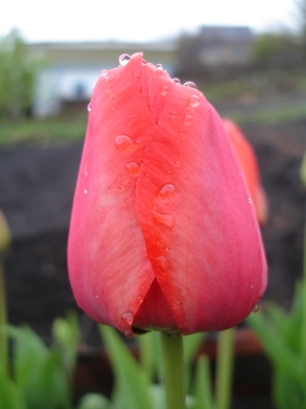 Маря -тюльпан после дождя