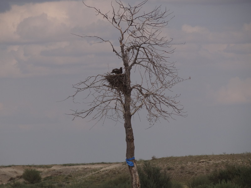 Монголия, Байкал 2012 -в Монголии ценят орлов, ястребов