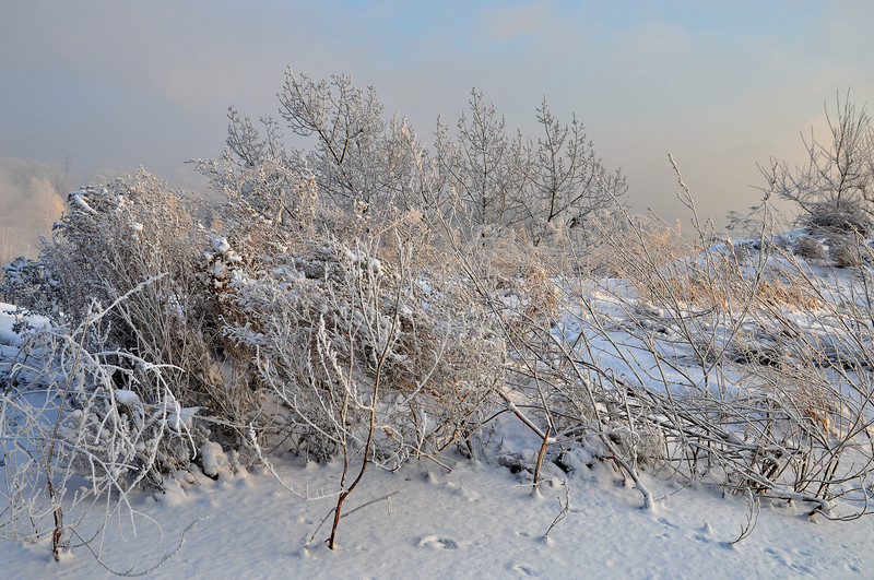 Зима в Саянах 2013 -Трава под снегом