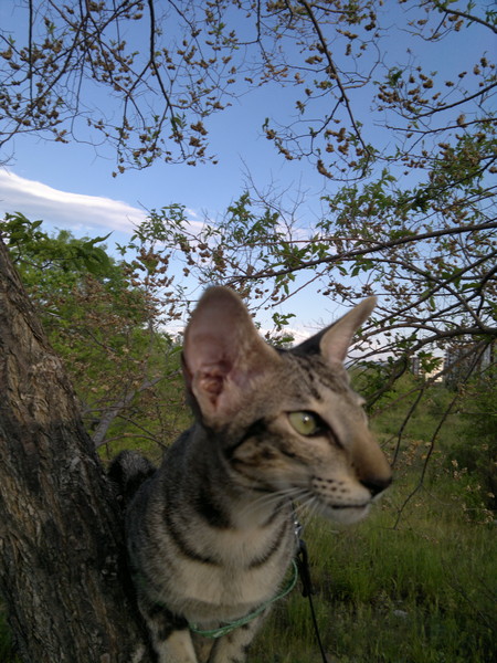 Ориентальная кошка Ривьера -Без названия